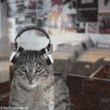 dancingkitty1.gif