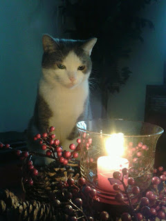 cat+and+candle.jpg