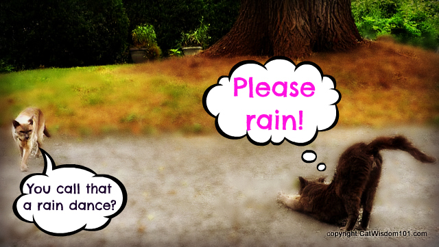 caturday-cats-rain-dance.jpg