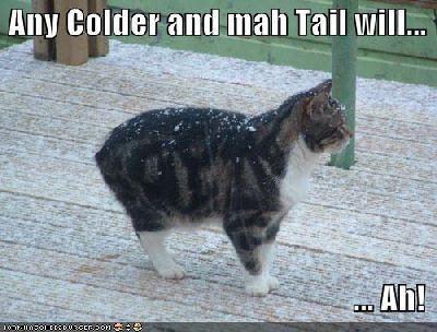 lol-cat-cold.jpg