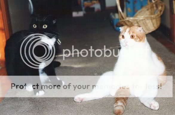 img162resize.jpg