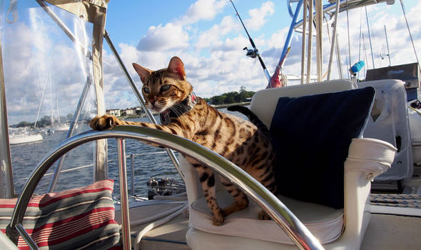Cat-sailing-681542.jpg