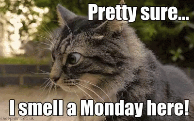 monday-morning-smell-monday.gif