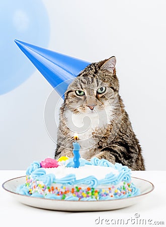 cat-birthday-party-thumb8552033.jpg