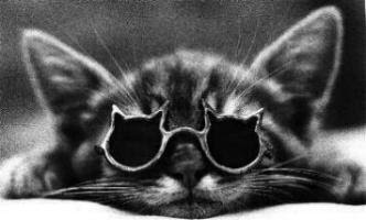 cat_sunglasses.jpg