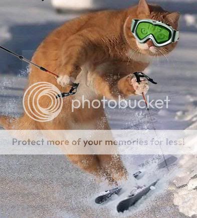 funny-cat-ski.jpg