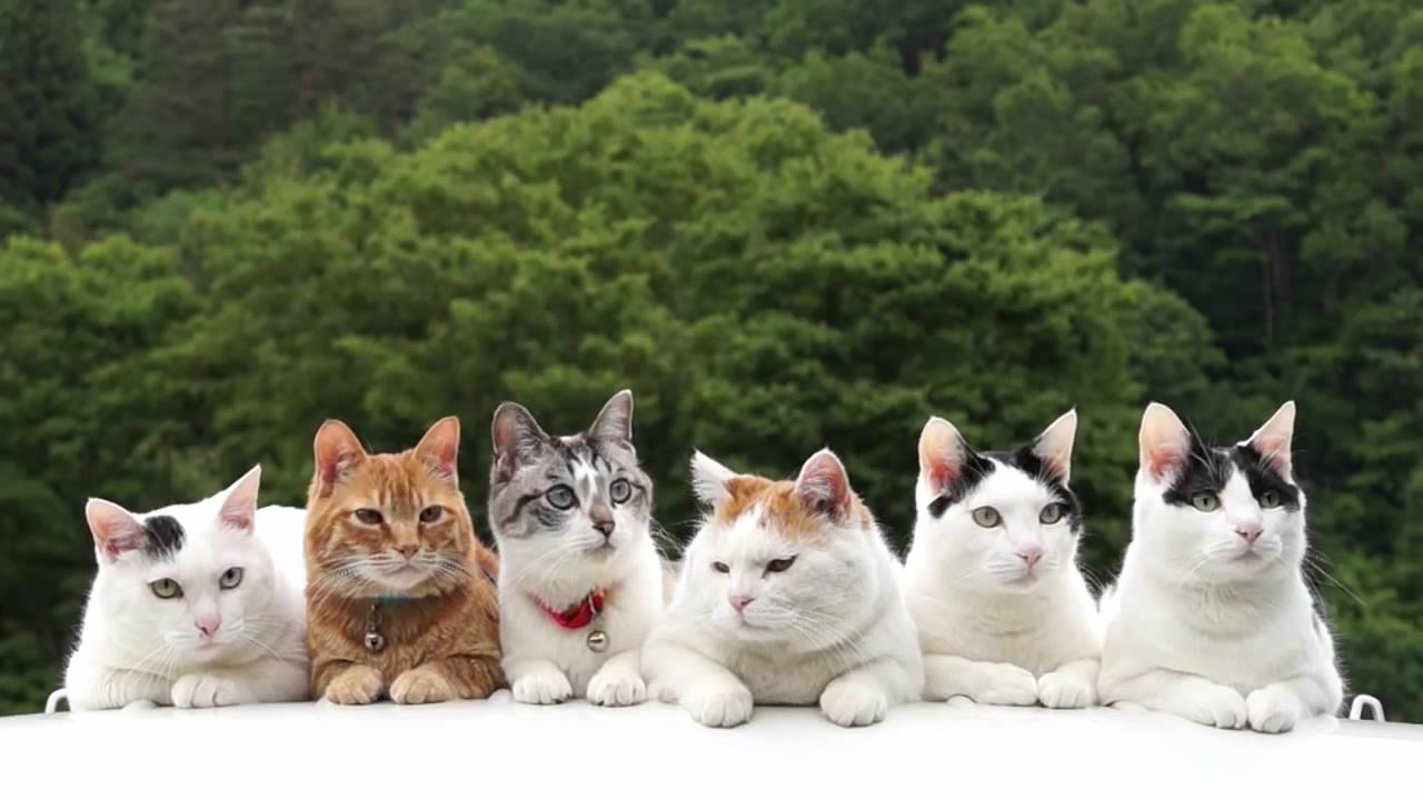 maxresdefault.jpg