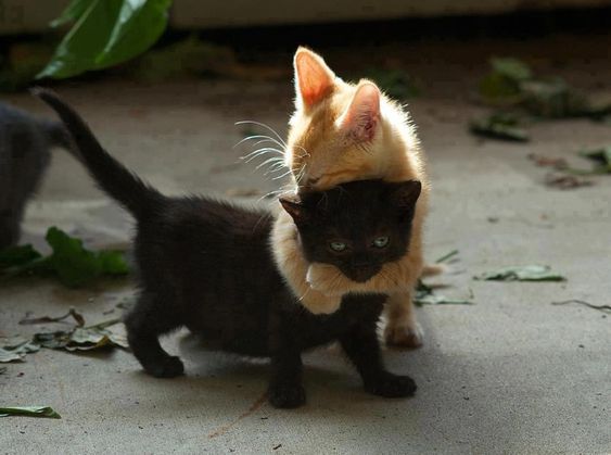 cb68426ad90a342de5d63b386e02101d--so-cute-cat-lady.jpg