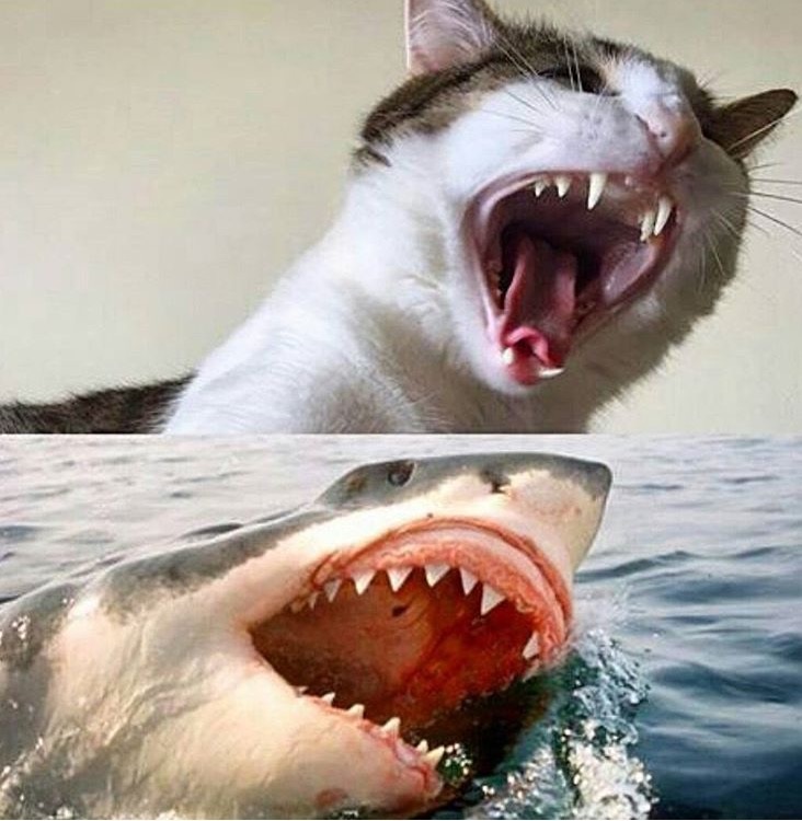 bi9ii-cat-shark-week-2.jpg