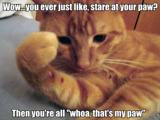 stare_at_paw_whoa_cat.jpeg