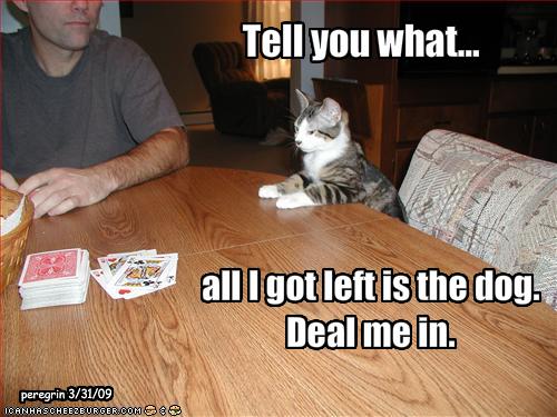 funny-pictures-cat-bets-the-dog.jpg