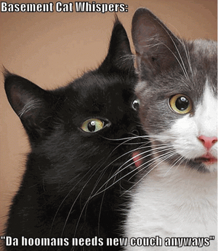 lolcat-basement-cat-new-couch.gif