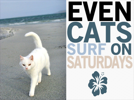 cat-surfer.jpg
