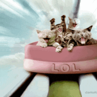 giphy.gif