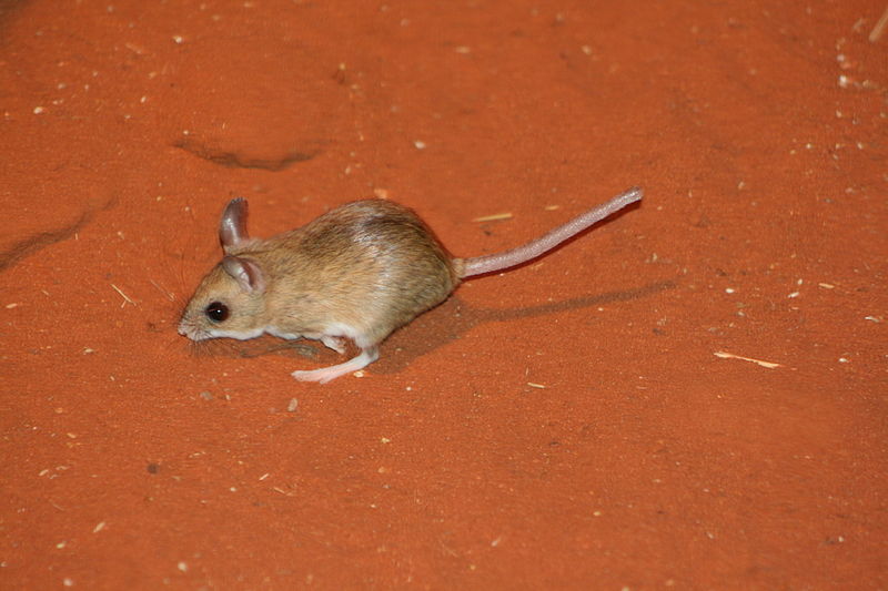 kangaroo-mouse.jpg