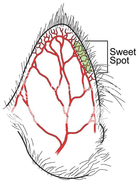 sweetspot.jpg