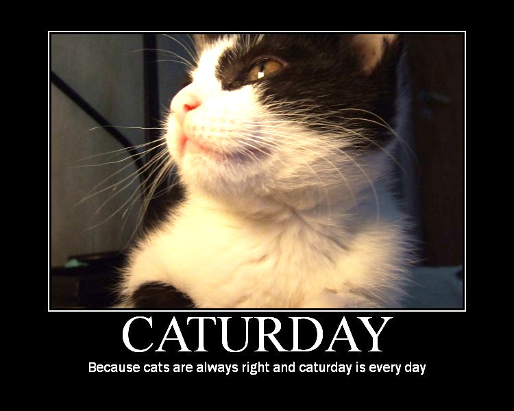 caturday02.jpg