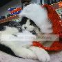 Cute-Christmas-Cats-Wallpaper-1-1-1.jpg