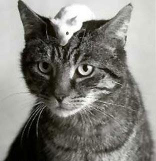 cat-%26-mouse-11.jpg