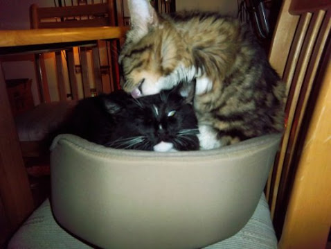 sEI5k0ey86lghc6V2FcNp-y884XnXzsjnPeaCrCFzYw=w478-h359-no