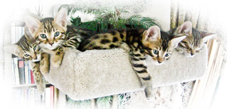 Kittens-on-cathouse.jpg