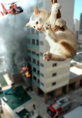 Cat+Rope+Rescue.jpg