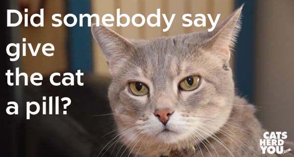 Pierre_skeptical_pill_the_cat.jpg