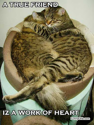 Cat+friends.jpg