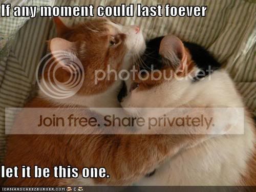 funny-pictures-cat-hug-moment-forev.jpg