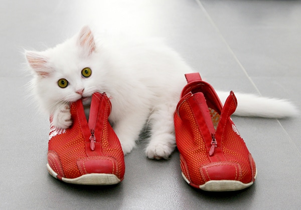 1-cat-running-shoes.jpg