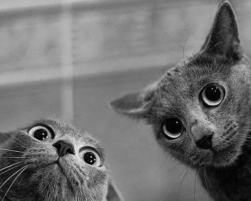 pair-of-crazy-cats.jpg