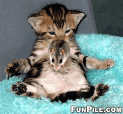 Cat-gifs-cats-15443581-250-231.gif