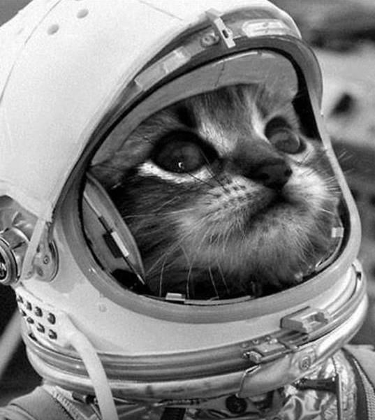 aeefd3e09d7e1ec37c9d472162b740a5--baby-kitty-space-cat.jpg