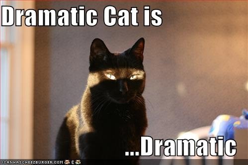 dramatic+cat.jpg
