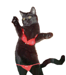 black_cat_dance.gif