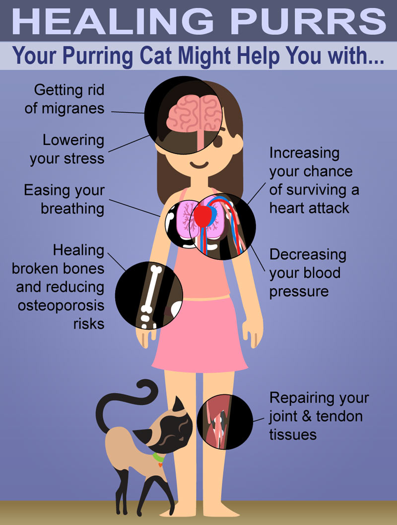 healing_purrs-infographic.jpg