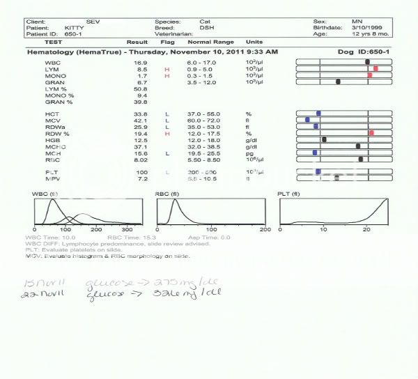 KittysBloodWork-1-1.jpg