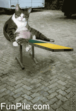 CAT_TEETER-TOTTER.gif