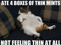 Thin-Mints-Cat-animal-humor-27364338-260-194.jpg