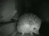 animalyawn.gif