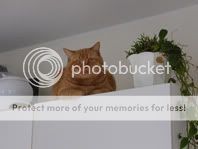 Catonhighcabinet.jpg