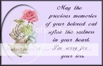 cat20sorry20for20your20loss.jpg