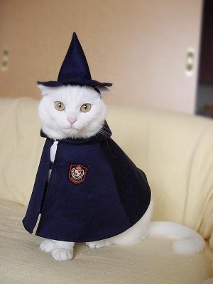 witch-cat-custom-3-jpg.13184