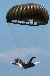 25863406_f11e7dcbfc.jpg
