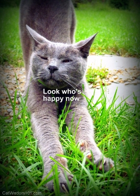 happy-cat-wisdom-101.jpg