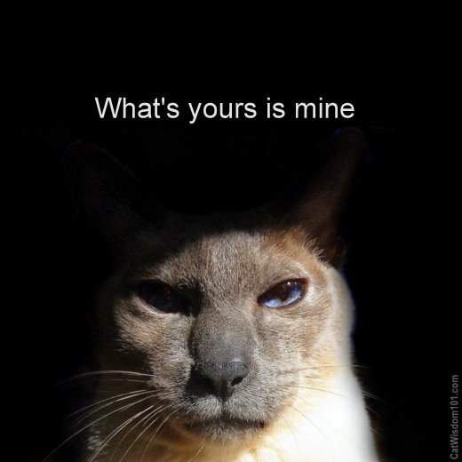whats-yours-is-mine-cat-quote-cute1.jpg