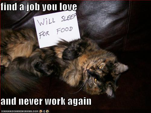 job+lolcat.jpg