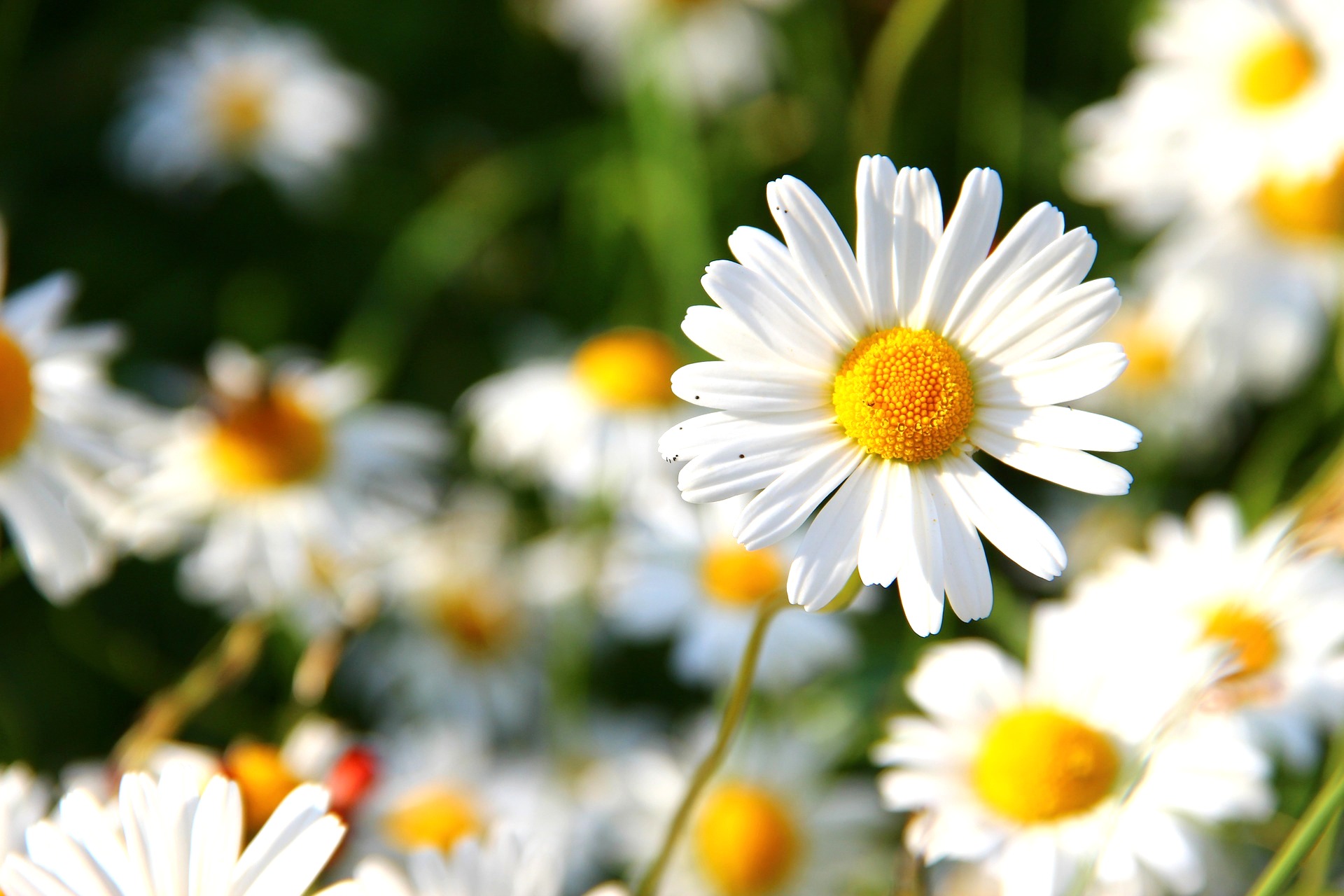 daisy_april_birth_flower_1920x1280px_pixabay.jpg