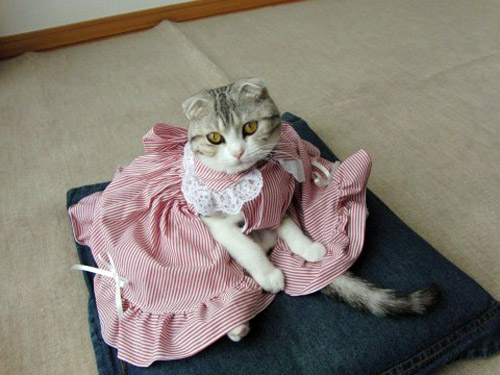 cat-dress-11.jpeg