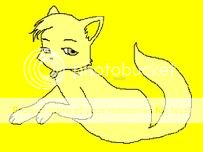 yellowcat.jpg
